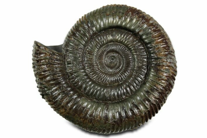 Jurassic Ammonite (Dactylioceras) Fossil - England #351158
